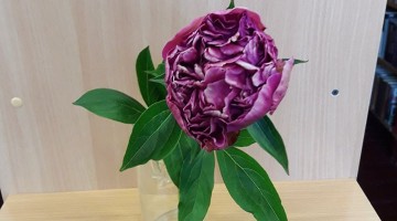 Peoniju krāšņums turpinās