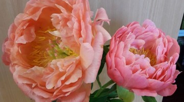 Peoniju krāšņums turpinās