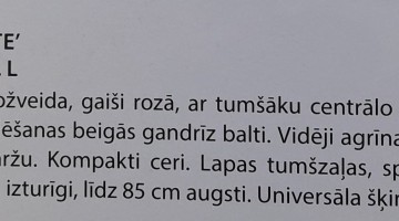 Peoniju krāšņums turpinās