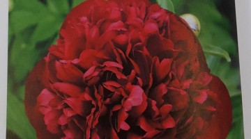 Peoniju krāšņums turpinās