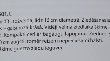 Peoniju krāšņums turpinās