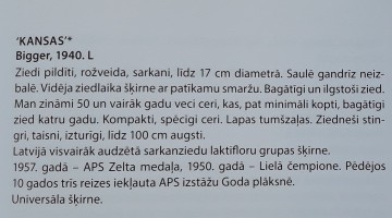 Peoniju krāšņums turpinās