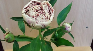 Peoniju krāšņums turpinās