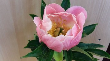 Peoniju krāšņums turpinās