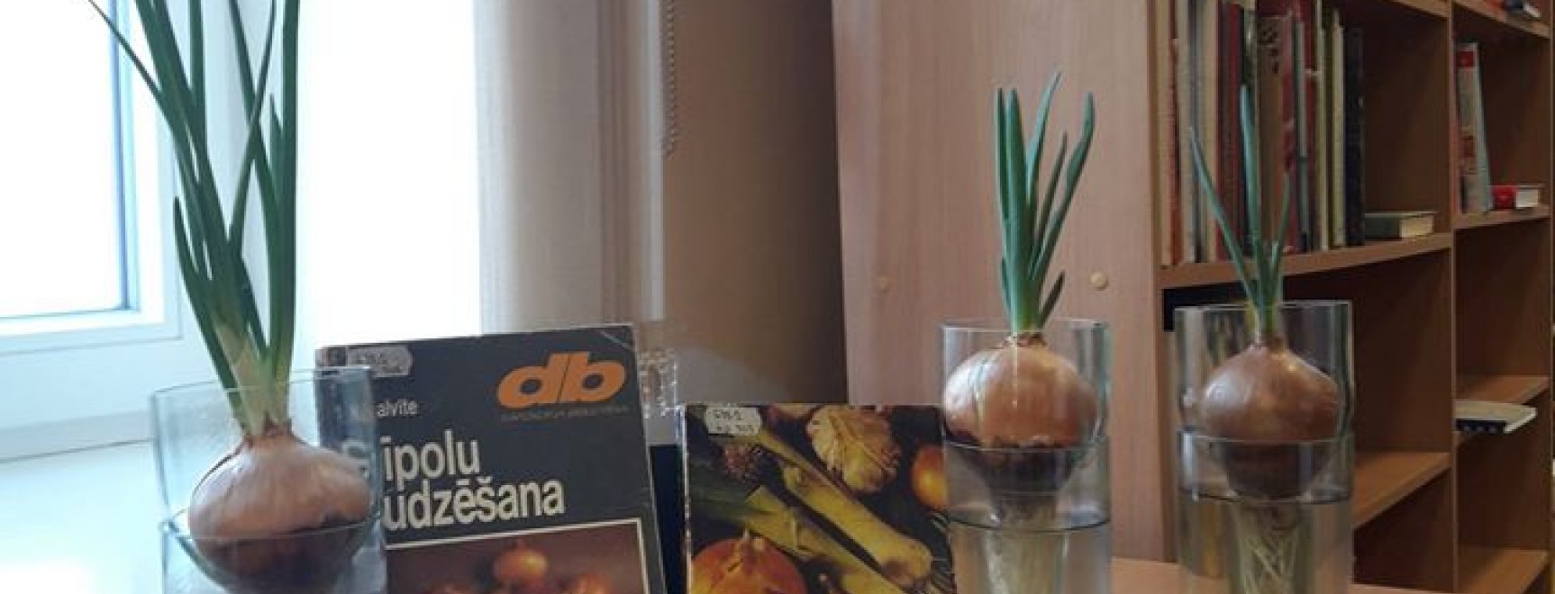 Jēkabpils pilsētas bibliotēkā aug sīpoli!