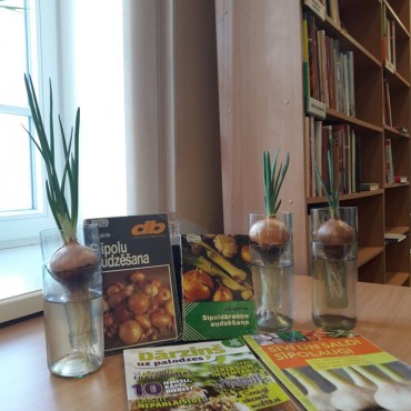 Jēkabpils pilsētas bibliotēkā aug sīpoli!